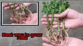 How to grow rose plant from cutting | no potato but best roots ( ENGLISH ROSE )😍