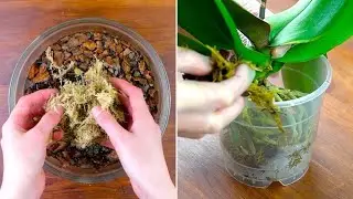 Come preparare il terriccio per orchidee in casa per travasare nel modo corretto