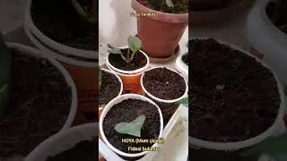 Hoya mum çiçeği mis kokulu çiçekler açan sarmaşık #hoya #mumçiçeği fide bulunur #foçayeniköy