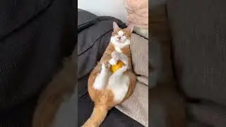Me and rest of the year 🐈 | pet videos | urfun