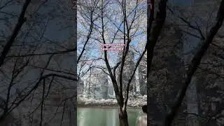 Цветение вишни в Сеуле топ 5 мест