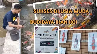 SUKSES BUDIDAYA IKAN KOI DIMASA MUDA #ikankoiimport #ikankoi #ikankoiindonesia #ikankoilokal