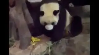 Панда Нассала И Насрала На Другую Панду