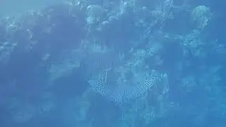 Couple of Spotted Eagle Ray . Пара орликов . snorkeling adventures