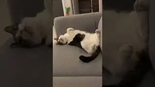 하품냥 일동이 [동무티브이]