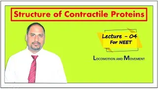LECTURE- 4 | STRUCTURE OF CONTRACTILE PROTEIN | Locomotion And Movement | NEET