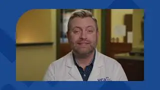 What is heartworm?