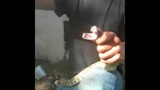First Milking of Female Rattlesnake