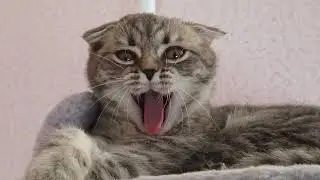 A day in the life of a cat . Один день із життя кішки .