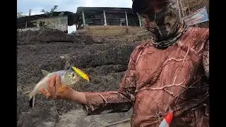 PESCA Y COCINA DE SARDINATA , BURRA, PAYARA Y PALOMETA