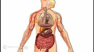 SSC 8th Class- Science (EM) - Cell - The Basic Unit Of Life - Diversity In Cells