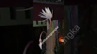 Detik Detik Bunga Wijaya Kusuma mekar