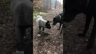 Kangal plays with Labrador