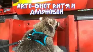 авто енот Витя обследует красный дальнобой