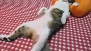 Обычный день русского кота