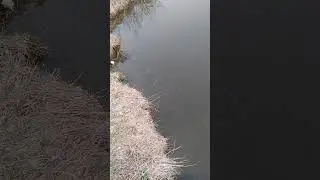 Щука возле берега
