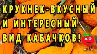 КРУКНЕК-ВКУСНЫЙ И ИНТЕРЕСНЫЙ ВИД ТЫКВЫ!