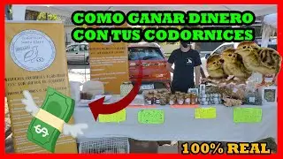 COMO GANAR DINERO CON TUS CODORNICES|100% REAL