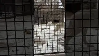 Волки тундровые