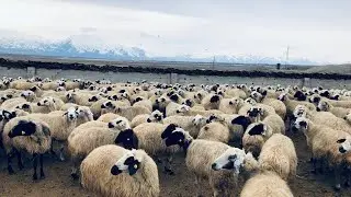 Hayvancılığa yüzde 50 hibe desteği