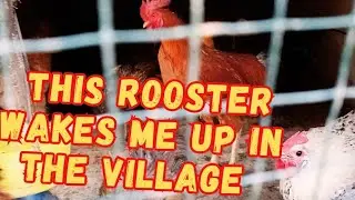 This rooster wakes me up in the village