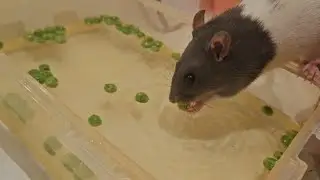 attempting pea fishing but it doesn't go as well as I planned