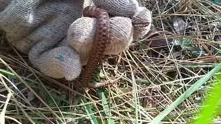 Ручная гадюка, не повторять!