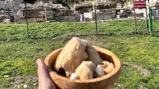 Antik Kentte Mantuka avı ve gastronomisi