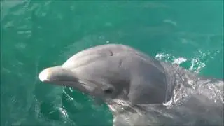 Доминикана. Водный парк Ocean World.