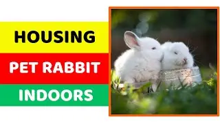 Housing Your Pet Rabbit Indoors