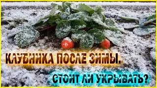Как сохранилась клубника после зимы.