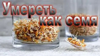 Урок 12 Умереть как семя.