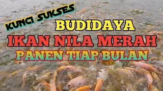 KUNCI SUKSES || BUDIDAYA IKAN NILA MERAH || PANEN TIAP BULAN
