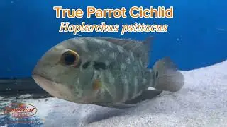 Hoplarchus psittacusTrue Parrot Cichlid  #wysiwyg