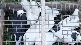 #Pigeons