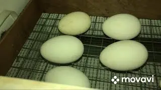 У нас отключили свет, вывод гусят под угрозой. Как справляемся😊