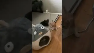 Cat Dancer toy