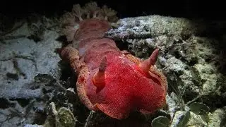 Spanish Dancer Nudibranch