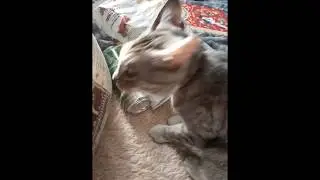 Смешное видео с кошкой. Давай попьём пивка.