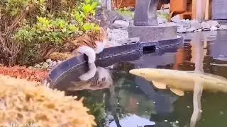 котик и рыбки #shorts