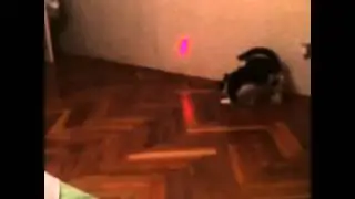 Коша по стене