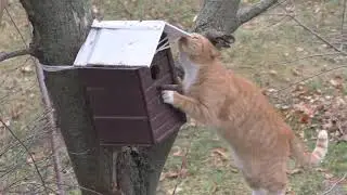 Рыжий кот охотится, ищет страуса, но согласен и на шкурку от колбасы!