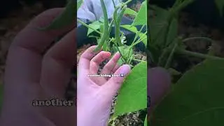 growing beans in the SHADE! 🤭 #smallspacegardening #containergardening #gardening #garden