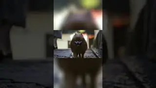 🍀這是傍晚的紹興，吳儂軟語浸潤下的江南水鄉，我的家鄉；夜色無法包裹它的韻味，嘰嘰喳喳中，平凡一日往復循環，不變的永遠是歡樂生活中那些令人期待的未知激情～