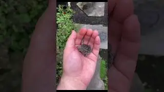 Animals transformation #viral #animalsofyoutube #shorts