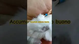 Canarini con accumulo adiposo buono