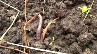 Зачем выползают выползки