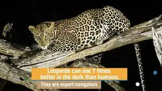 Leopards / Maasai Mara / Olakira Mara Homes / Photography Safaris / Versatile Photographers