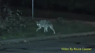 Watch Your Dog! Coyote!