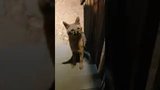F.O.T.D. #389 Kittens and fox